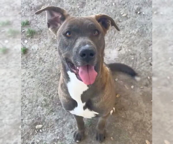 Medium Photo #3 Labrador Retriever-Unknown Mix Puppy For Sale in Riverside, CA, USA