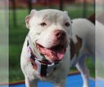 Small American Staffordshire Terrier Mix