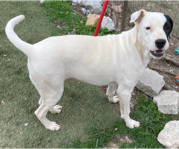 Medium Photo #12 Staffordshire Bull Terrier-Unknown Mix Puppy For Sale in Tracy City, TN, USA
