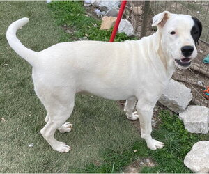Gus - Male Staffordshire Bull Terrier-Unknown Mix Dog for Adoption - Photo #12
