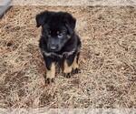 Small Photo #3 German Shepherd Dog Puppy For Sale in LIVERMORE, CO, USA