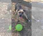 Small #10 American Pit Bull Terrier-Bulldog Mix