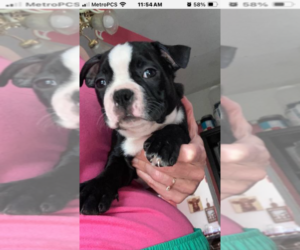 Medium Photo #1 Boston Terrier Puppy For Sale in BURLESON, TX, USA
