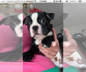 Boston Terrier Puppy for sale in BURLESON, TX, USA