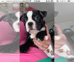 Small Boston Terrier
