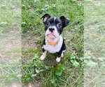 Small French Bulldog Mix