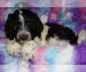 Labradoodle Puppy for sale in LA HABRA, CA, USA