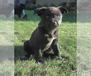Medium Alaskan Husky-Australian Cattle Dog Mix