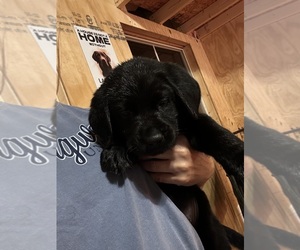 Labrador Retriever Puppy for sale in SCOTTSVILLE, VA, USA