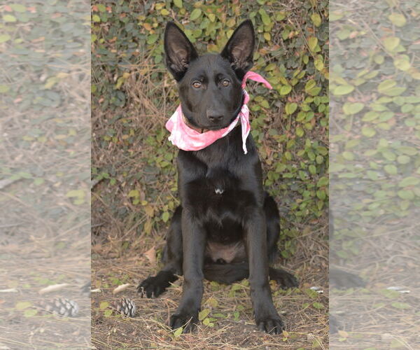 Medium Photo #1 German Shepherd Dog Puppy For Sale in Dana Point, CA, USA