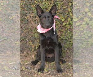 German Shepherd Dog Dogs for adoption in Dana Point, CA, USA