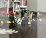 Small #2 Border Collie