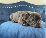 Small Photo #18 French Bulldog Puppy For Sale in CORONA DEL MAR, CA, USA
