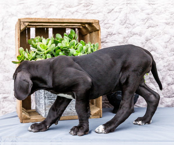Medium Photo #4 Great Dane Puppy For Sale in WAKARUSA, IN, USA