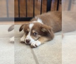 Small #2 Australian Shepherd