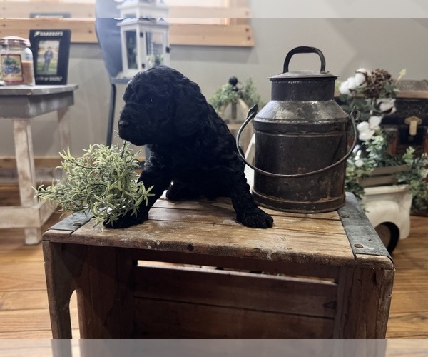 Medium Photo #4 Goldendoodle (Miniature) Puppy For Sale in VOLANT, PA, USA