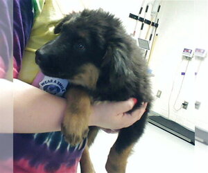 German Shepherd Dog-Unknown Mix Dogs for adoption in Fayetteville, NC, USA