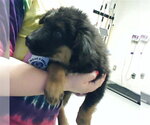 Small German Shepherd Dog Mix