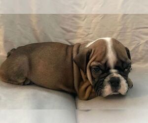English Bulldog Puppy for sale in JOHNS ISLAND, SC, USA