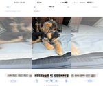 Small #9 German Shepherd Dog