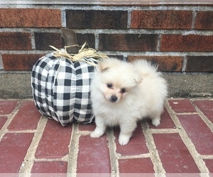 Pomeranian Puppy for sale in ROLLA, MO, USA