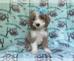 Small #5 Cockapoo