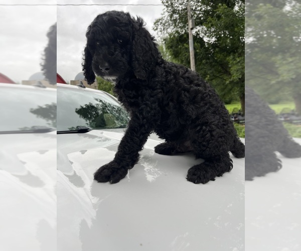 Medium Photo #12 Poodle (Standard) Puppy For Sale in KIMBALL, MN, USA