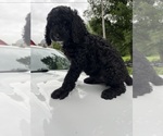 Small #11 Poodle (Standard)