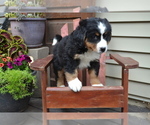 Small Photo #18 Bernese Mountain Dog Puppy For Sale in GREENWOOD, WI, USA
