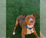Small #6 Boxer-Staffordshire Bull Terrier Mix