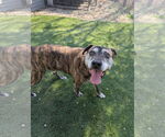 Small #2 Mutt