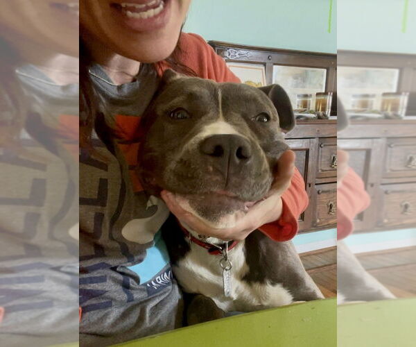 Medium Photo #3 American Staffordshire Terrier-Unknown Mix Puppy For Sale in Raleigh, NC, USA