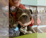 Small #2 American Staffordshire Terrier Mix