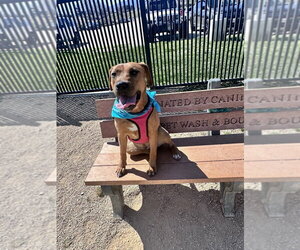 Peach - Female Labrador Retriever-Rhodesian Ridgeback Mix Dog for Adoption - Photo #2