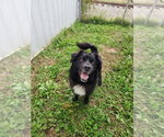 Max - Male Border Collie-Unknown Mix Dog for Adoption - Small photo