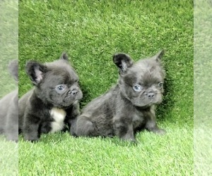 French Bulldog Puppy for sale in DENVER, CO, USA