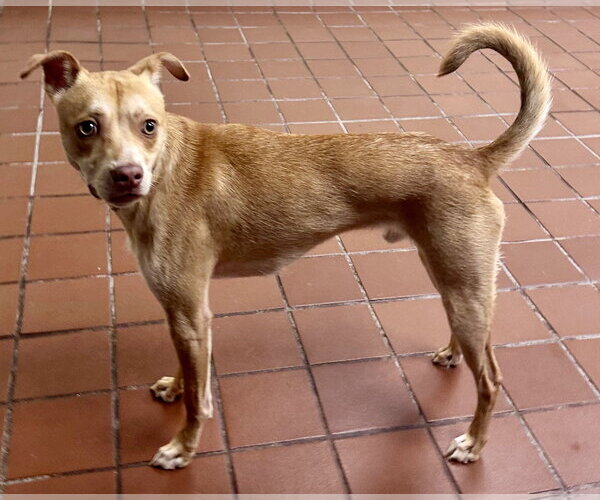 Medium Photo #2 Chihuahua-Unknown Mix Puppy For Sale in Jefferson, NJ, USA