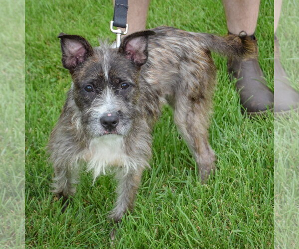 Medium Photo #4 Mutt Puppy For Sale in Huntley, IL, USA