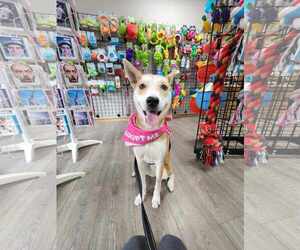 MAY - Female Shiba Inu-Unknown Mix Dog for Adoption - Photo #5