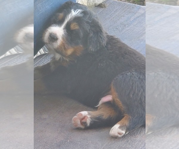 Medium Photo #12 Bernese Mountain Dog Puppy For Sale in PAXTON, IL, USA