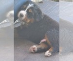 Small Photo #12 Bernese Mountain Dog Puppy For Sale in PAXTON, IL, USA