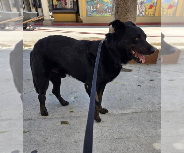 Medium Photo #3 Labrador Retriever-Unknown Mix Puppy For Sale in San Diego, CA, USA