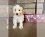 Small Photo #4 Portuguese Water Dog Puppy For Sale in SWARTZ CREEK, MI, USA