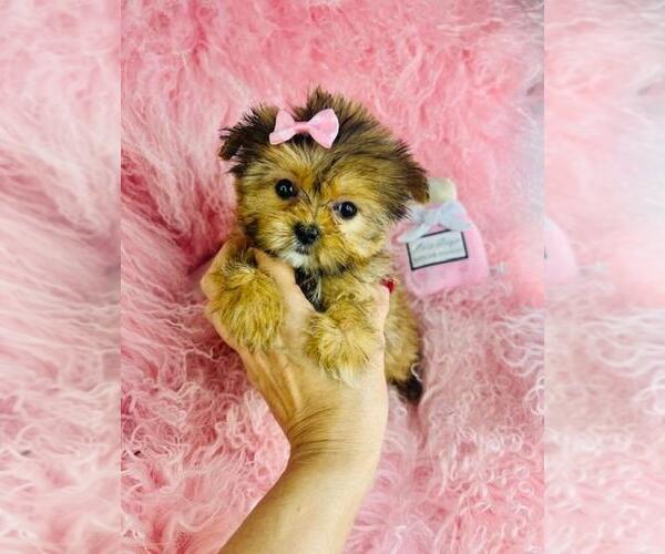 Medium Photo #6 Yorkshire Terrier Puppy For Sale in MIAMI, FL, USA