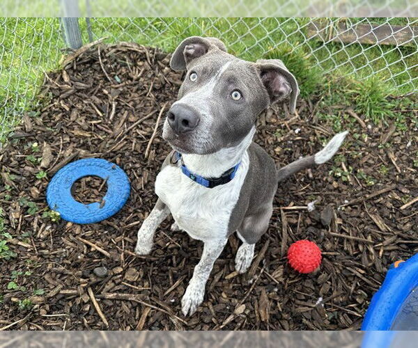 Medium Photo #1 Mutt Puppy For Sale in McKinleyville, CA, USA