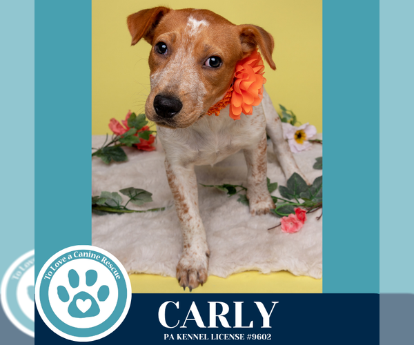 Medium Photo #7 Mutt Puppy For Sale in Kimberton, PA, USA