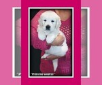 Small Photo #1 English Cream Golden Retriever Puppy For Sale in PRINCETON, WV, USA