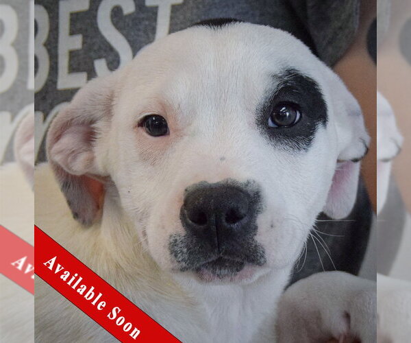 Medium Photo #1 American Staffordshire Terrier-Labrador Retriever Mix Puppy For Sale in Huntley, IL, USA