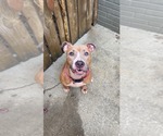 Small #1 American Pit Bull Terrier Mix