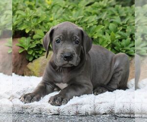 Great Dane Puppy for sale in LITITZ, PA, USA